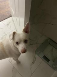 Reunited Male Dog last seen Bonanza and sandhill, Las Vegas, NV 89110