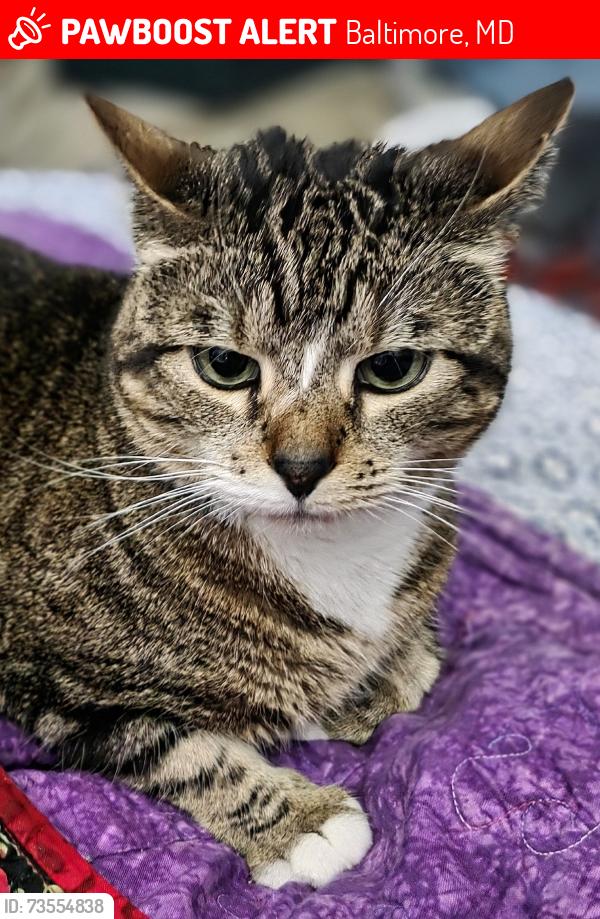 Lost Female Cat last seen Longstream Ct and Snowmeadow Lane, Baltimore, MD 21209
