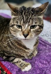 Lost Female Cat last seen Longstream Ct and Snowmeadow Lane, Baltimore, MD 21209