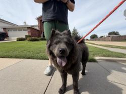 Found/Stray Unknown Dog last seen Near cross timbers park, Denton, TX 76210