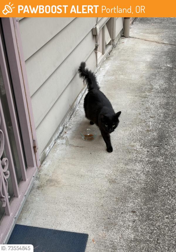 Found/Stray Unknown Cat last seen 76th Lincoln, Portland, OR 97215