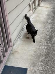 Found/Stray Unknown Cat last seen 76th Lincoln, Portland, OR 97215