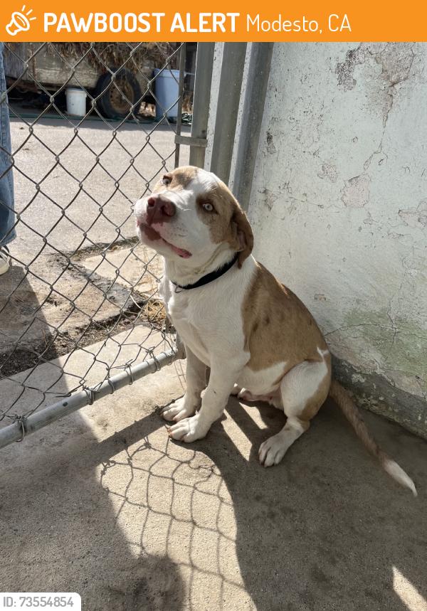 Found/Stray Male Dog last seen Stone Ave, Modesto, CA 95351
