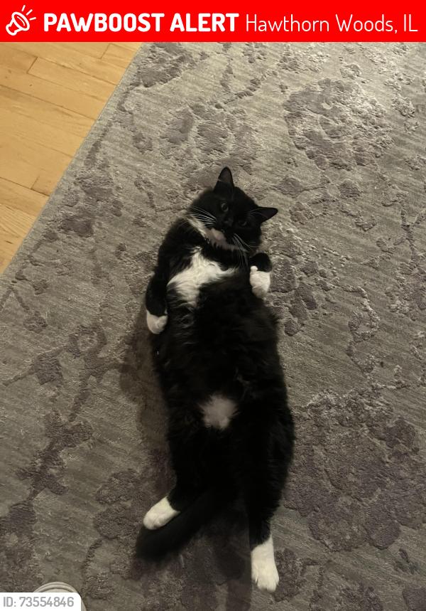 Lost Male Cat last seen Midlothian and Gilmer, Hawthorn Woods, IL 60047