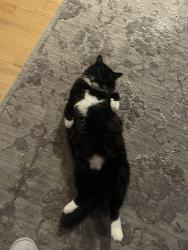 Lost Male Cat last seen Midlothian and Gilmer, Hawthorn Woods, IL 60047