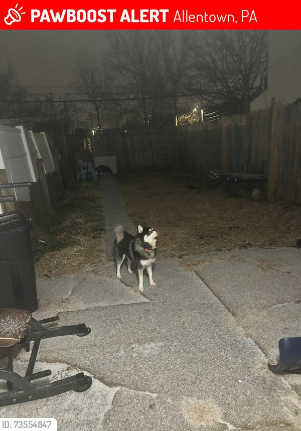 Lost Male Dog last seen 5th w liberty street, Allentown, PA 18102