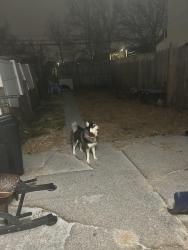 Lost Male Dog last seen 5th w liberty street, Allentown, PA 18102