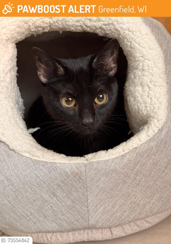 Found/Stray Female Cat last seen 92nd St & Layton Ave, Greenfield, WI 53228