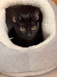Found/Stray Female Cat last seen 92nd St & Layton Ave, Greenfield, WI 53228