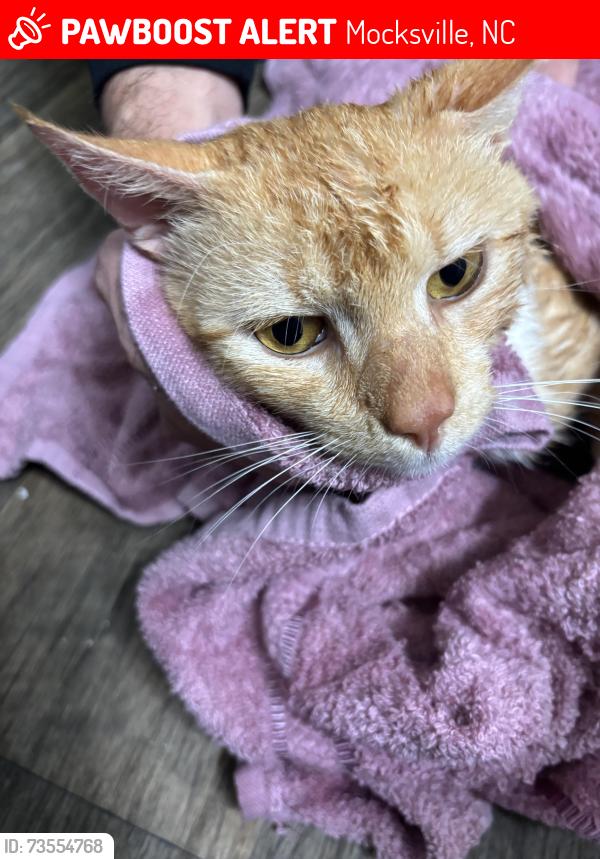 Lost Male Cat last seen Joe Rd, Mocksville, NC 27028, Mocksville, NC 27028