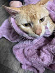 Lost Male Cat last seen Joe Rd, Mocksville, NC 27028, Mocksville, NC 27028