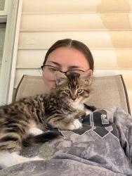 Lost Female Cat last seen Dundalk Maryland, Dundalk, MD 21222