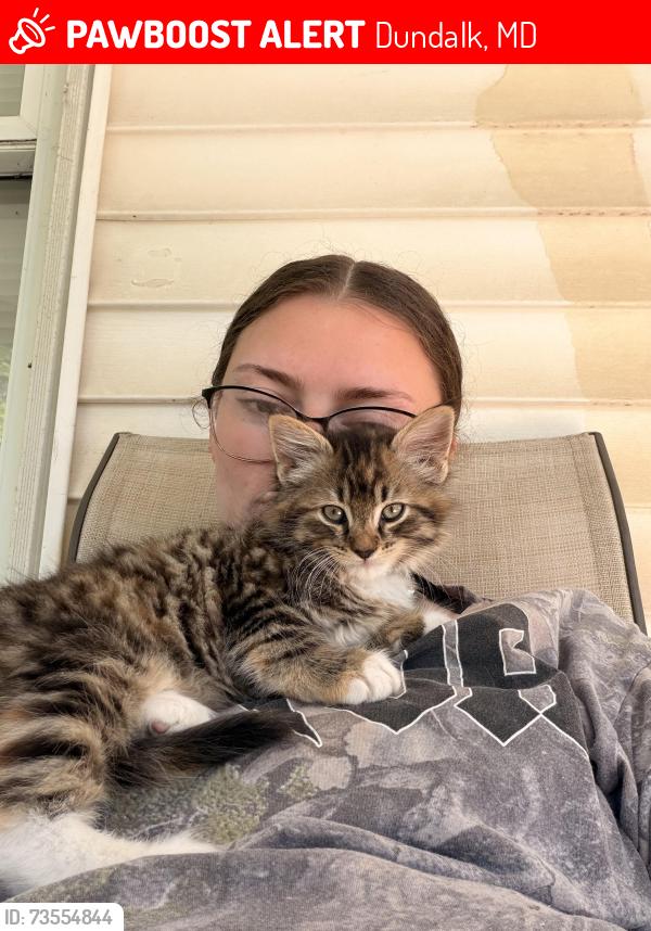 Lost Female Cat last seen Dundalk Maryland, Dundalk, MD 21222