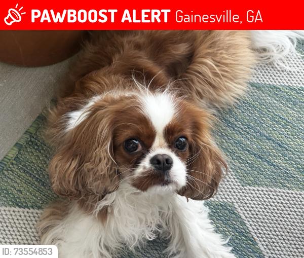 Lost Female Dog last seen in longstreet hills a street away from the football field, Gainesville, GA 30501