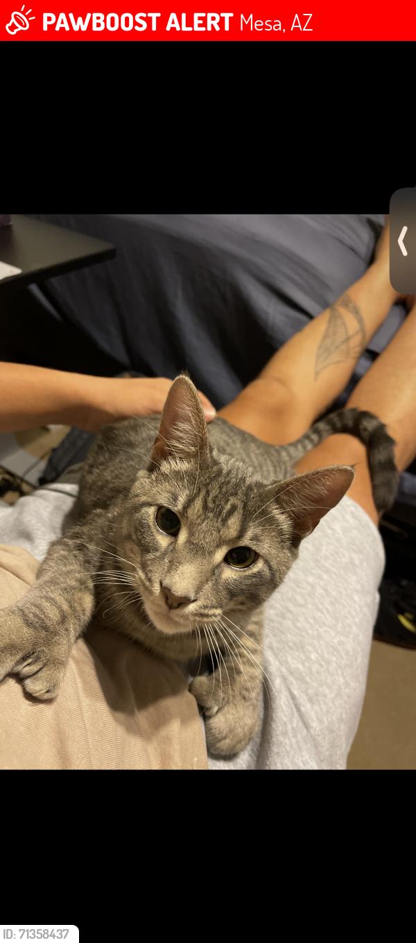 Lost Male Cat last seen University and Gilbert, Mesa, AZ 85203