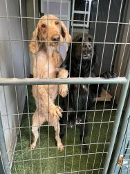 Found/Stray Female Dog last seen Paradise Rd, Modesto, CA 95358