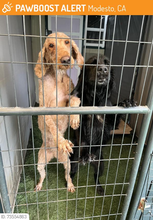 Found/Stray Female Dog last seen Paradise Rd, Modesto, CA 95358