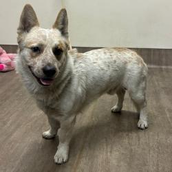 Shelter Stray Male Dog last seen , 361 S Raymond Ave, Pasadena, CA 91105, USA