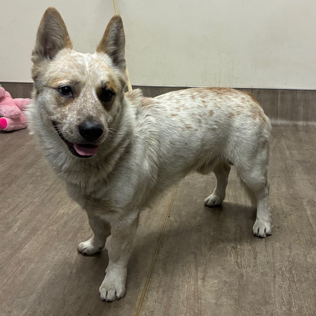 Shelter Stray Male Dog last seen , 361 S Raymond Ave, Pasadena, CA 91105, USA