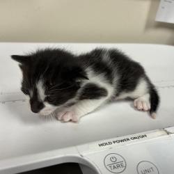 Shelter Stray Female Cat last seen , 361 S Raymond Ave, Pasadena, CA 91105, USA