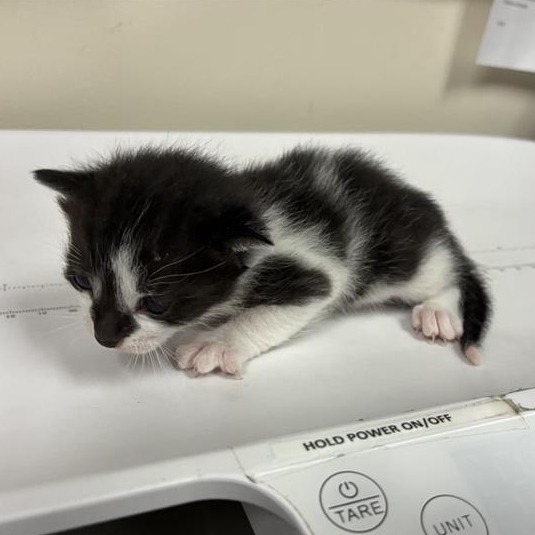 Shelter Stray Female Cat last seen , 361 S Raymond Ave, Pasadena, CA 91105, USA