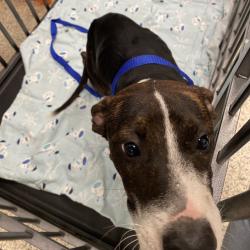 Shelter Stray Female Dog last seen , 2350 Appling City Cove, Memphis, TN 38133, USA