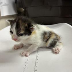 Shelter Stray Female Cat last seen , 361 S Raymond Ave, Pasadena, CA 91105, USA