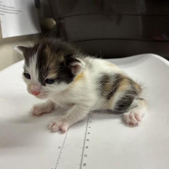Shelter Stray Female Cat last seen , 361 S Raymond Ave, Pasadena, CA 91105, USA