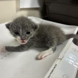 Shelter Stray Male Cat last seen , 361 S Raymond Ave, Pasadena, CA 91105, USA