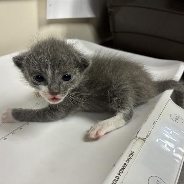 Shelter Stray Male Cat last seen , 361 S Raymond Ave, Pasadena, CA 91105, USA