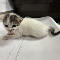 Shelter Stray Female Cat last seen , 361 S Raymond Ave, Pasadena, CA 91105, USA