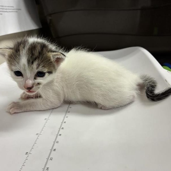 Shelter Stray Female Cat last seen , 361 S Raymond Ave, Pasadena, CA 91105, USA