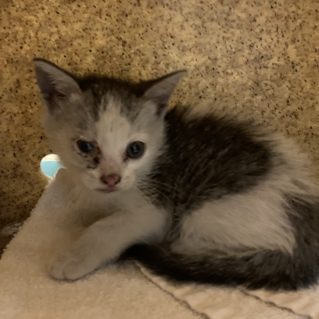 Shelter Stray Male Cat last seen , 361 S Raymond Ave, Pasadena, CA 91105, USA