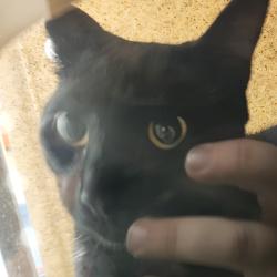 Shelter Stray Unknown Cat last seen , Animal Care & Control Team of Philly, 111 W Hunting Park Ave, Philadelphia, PA 19140, USA