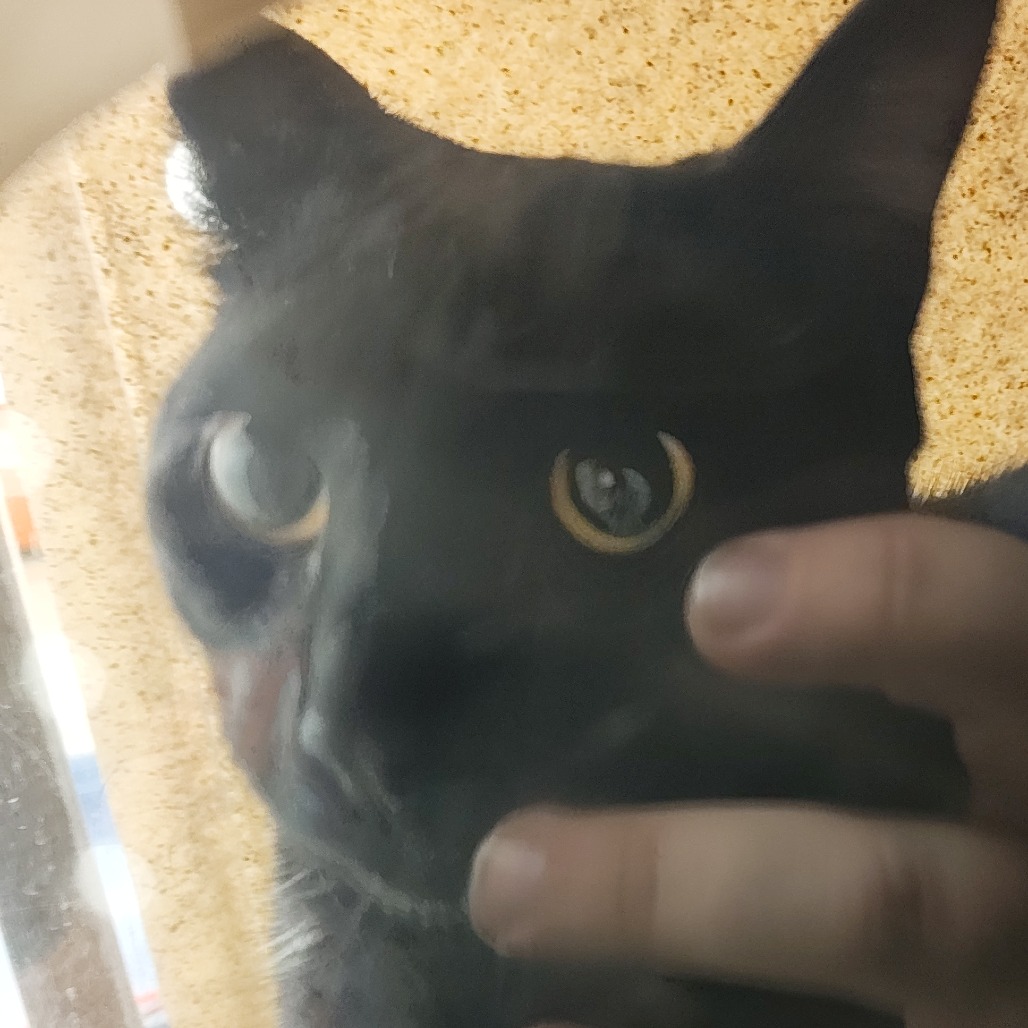 Shelter Stray Unknown Cat last seen , Animal Care & Control Team of Philly, 111 W Hunting Park Ave, Philadelphia, PA 19140, USA