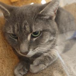 Shelter Stray Female Cat last seen , Animal Care & Control Team of Philly, 111 W Hunting Park Ave, Philadelphia, PA 19140, USA
