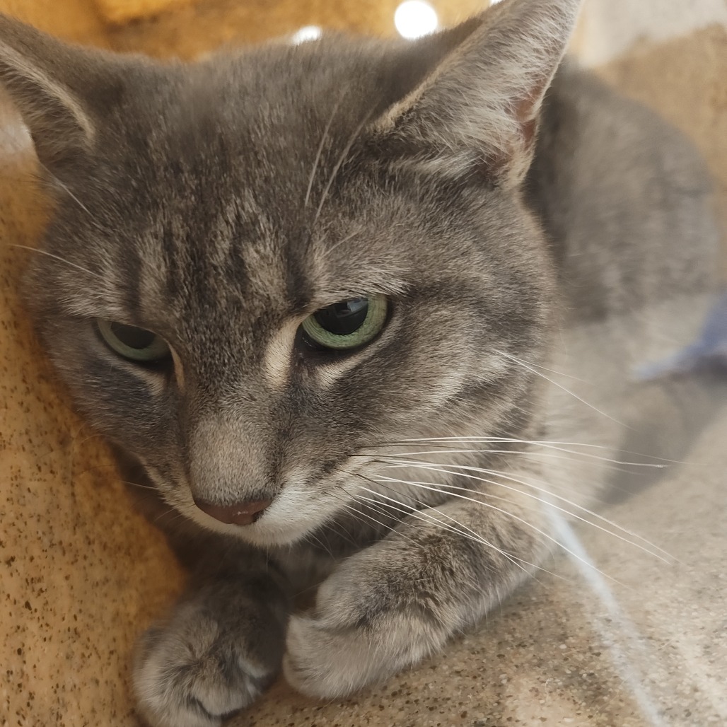 Shelter Stray Female Cat last seen , Animal Care & Control Team of Philly, 111 W Hunting Park Ave, Philadelphia, PA 19140, USA