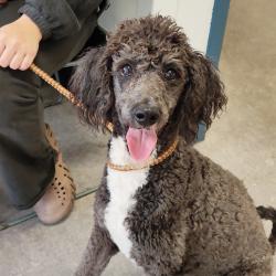 Shelter Stray Female Dog last seen , Animal Care & Control Team of Philly, 111 W Hunting Park Ave, Philadelphia, PA 19140, USA