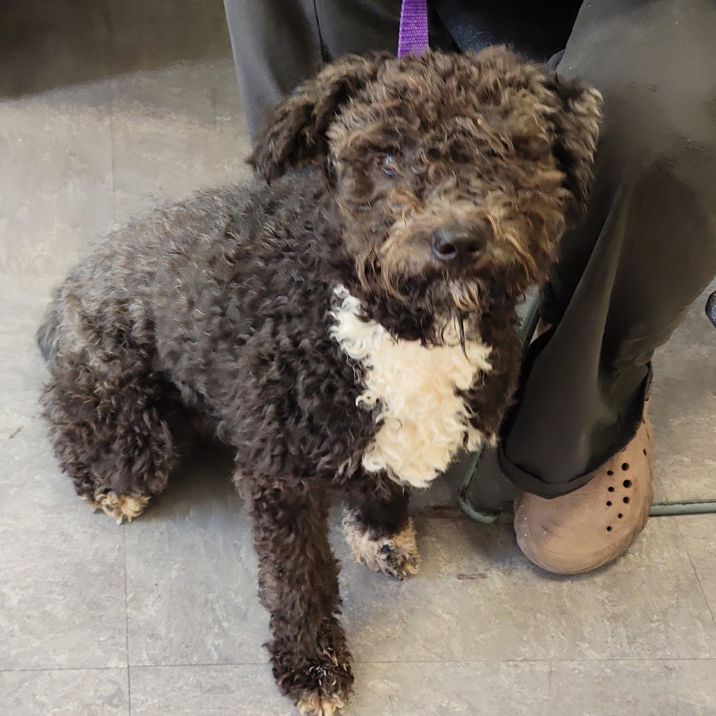 Shelter Stray Female Dog last seen , Animal Care & Control Team of Philly, 111 W Hunting Park Ave, Philadelphia, PA 19140, USA