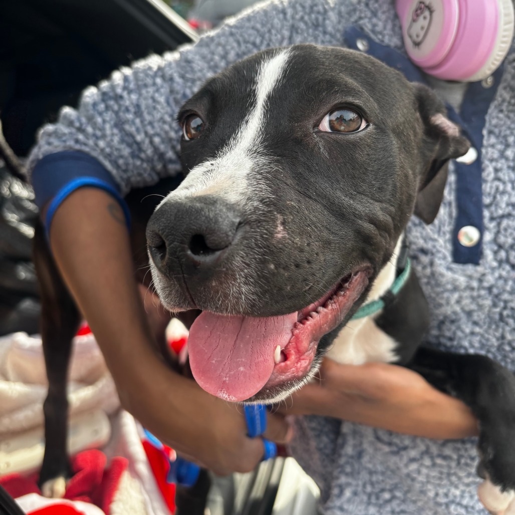 Shelter Stray Male Dog last seen , 2700 Walnut Pl, St. Louis, MO 63103, USA