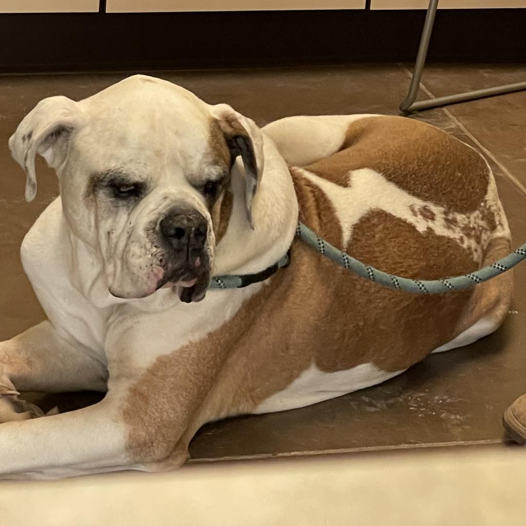 Shelter Stray Male Dog last seen , 11665 US-89, Flagstaff, AZ 86004, USA