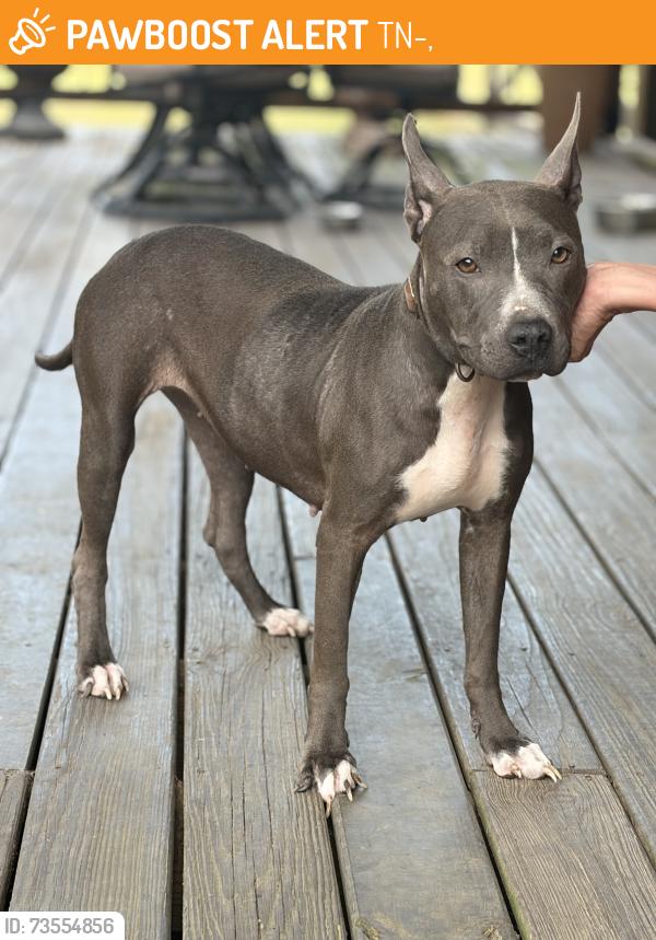 Found/Stray Female Dog last seen Volunteer fire department on Orr., TN-196,  38028