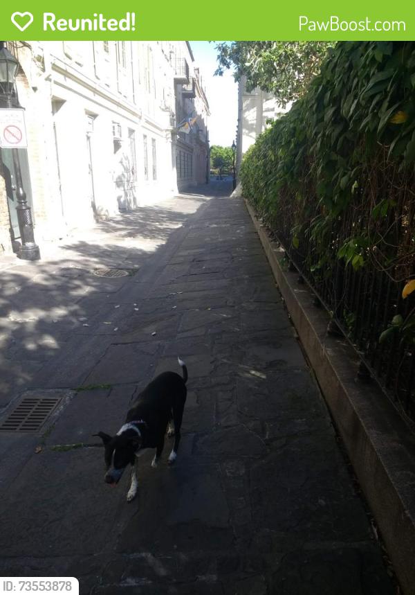 Reunited Male Dog last seen Napoleon ave, New Orleans, LA 70115