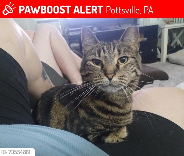 Lost Female Cat last seen 21st, Pottsville, PA 17901