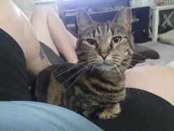 Lost Female Cat last seen 21st, Pottsville, PA 17901