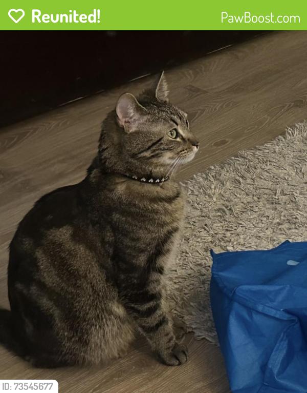 Reunited Female Cat last seen Near tower st dieppe, Dieppe, NB E1A 2G5