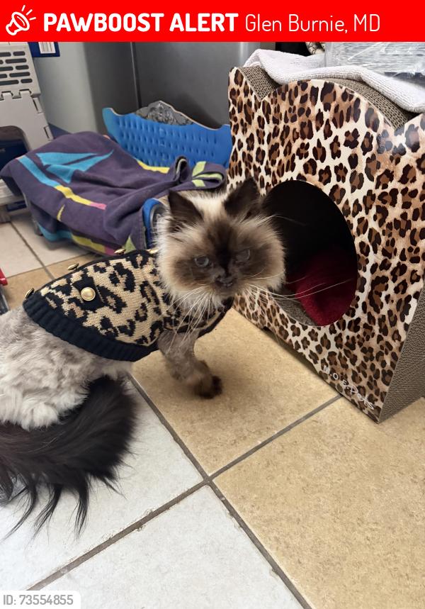 Lost Male Cat last seen Brahman court, Glen Burnie, MD 21060