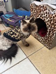 Lost Male Cat last seen Brahman court, Glen Burnie, MD 21060