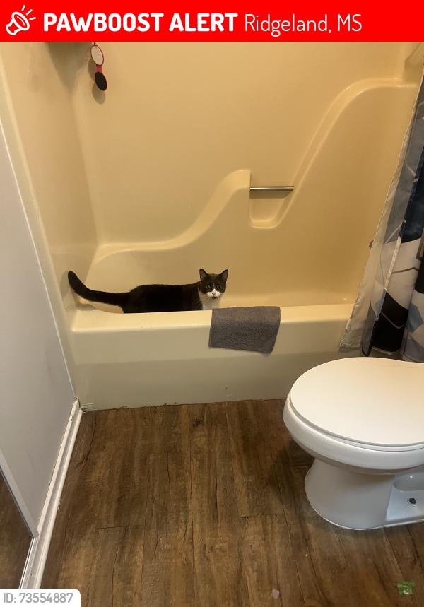 Lost Male Cat last seen Near Post Office, Ridgeland, MS 39157