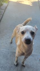Found/Stray Male Dog last seen Wheatland, Whittier, CA 90602